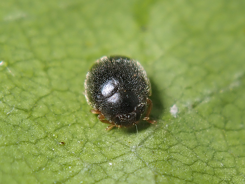 Coccinellidae: Scymnus ?